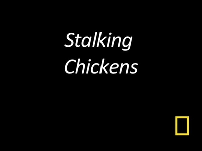 Kitty Cams: Stalking Chickens - University of Georgia Kaltura