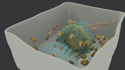 How Plant Cells Divide (Cytokinesis) - University of California, Davis