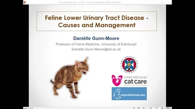 Feline Lower Urinary Tract Disease - Practical Management - Clinical ...