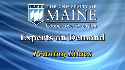 Why Lilacs Don't Bloom - Cooperative Extension in Piscataquis County -  University of Maine Cooperative Extension