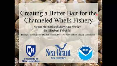 Creating a Better Bait for the Channeled Whelk Fishery - UNH Media