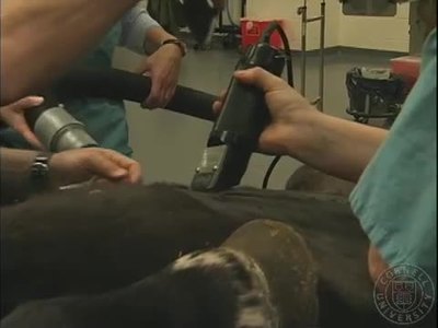 Horse Castration - Cornell Video on Demand