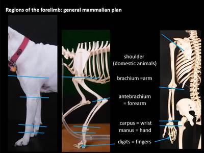 animal in carpus anatomy