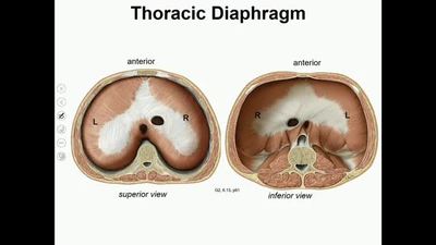 Major openings of the diaphragm: lateral view