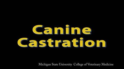 SCS 625-Canine castration - MSU MediaSpace