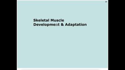 4-4 Skeletal Muscle Development Adaptations - MSU MediaSpace