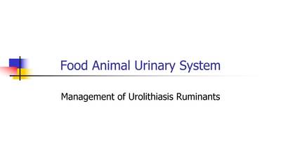 Food_Animal_Urinary_Tract_Urolithiasis - MSU MediaSpace