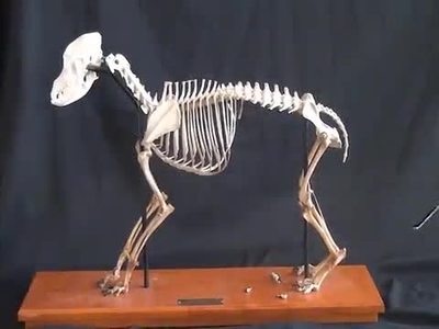 Dog deals leg skeleton