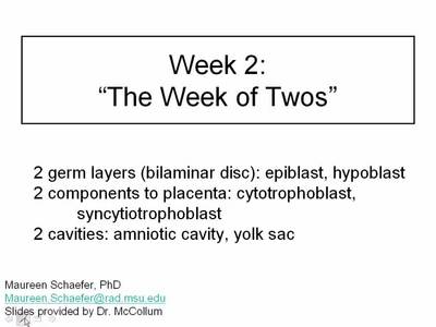 epiblast hypoblast