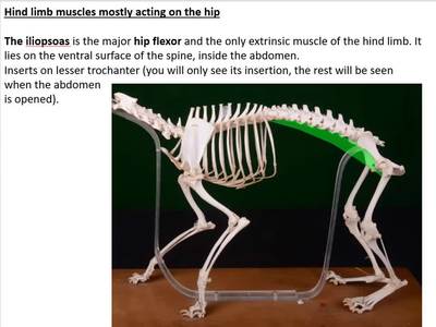 iliopsoas muscle dog