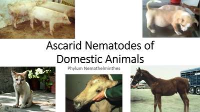 VM 530-Ascarid Nematodes of Domestic Animals -Phylum  Nemathelminthes-Mansfield - MSU MediaSpace