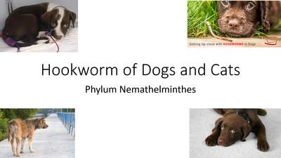 VM 530-Hookworm of Dogs and Cats-Phylum Nemathelminthes-Mansfield - MSU  MediaSpace