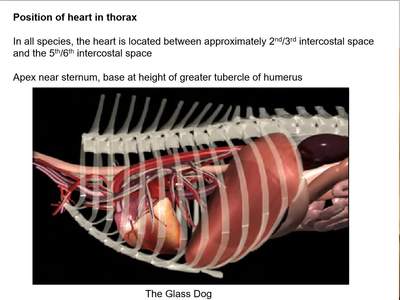 what side of the chest is a dog heart