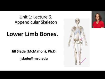 Diagram Of Right Pelvic Girdle And Lower Limb Ones