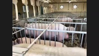 MSU Swine Farm Tour - MSU MediaSpace
