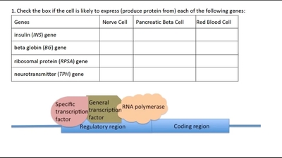 Gene Regulation in Eukaryotes Question 1 - BYU-Idaho