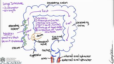 Large Intestine & Defecation - BYU-Idaho