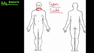 Anatomical Body Directions - BYU-Idaho