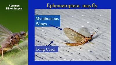 Insects 4 common illinois insects - Illinois Media Space