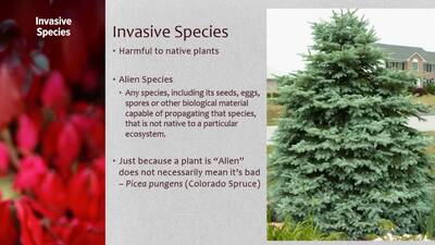 Trees 5 invasive - Illinois Media Space