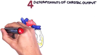 Cardiovascular System Physiology - Cardiac Output (stroke volume, heart ...