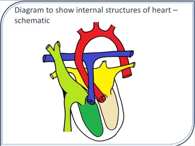 The Circulation and Internal Structures of the Heart - Media Hopper Create