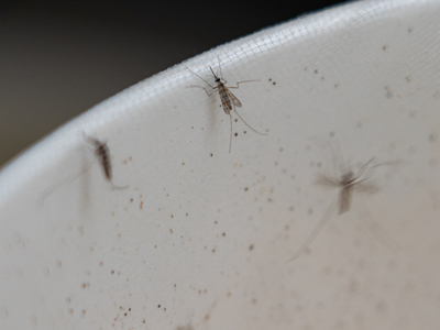 Mapping the genetic structure of mosquitos to better understand the ...