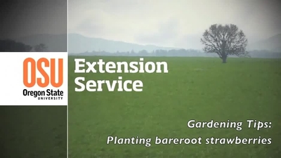 OSU Extension Gardening Tips: Planting bareroot strawberries - OSU ...