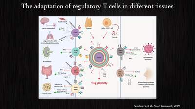 Ye Zheng - REV-ERB as a key regulator of RORgt+ Treg cells and colon ...