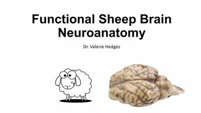 Sheep brain anatomy- part 1 of 2 - MSU MediaSpace